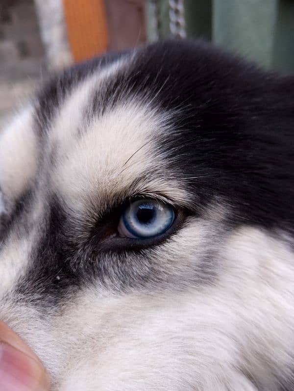 Husky female 3