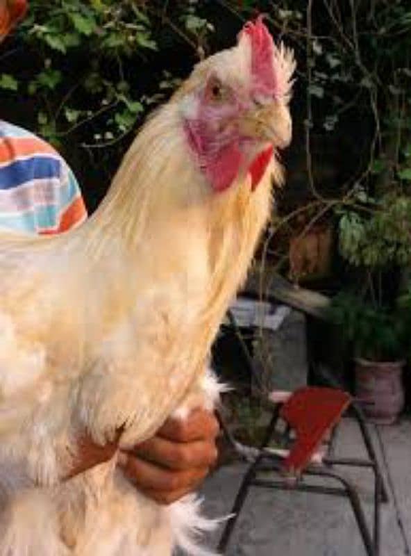 golden buff breader 3  male available number 03214515120 2