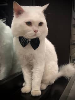 Double coated persian white cat