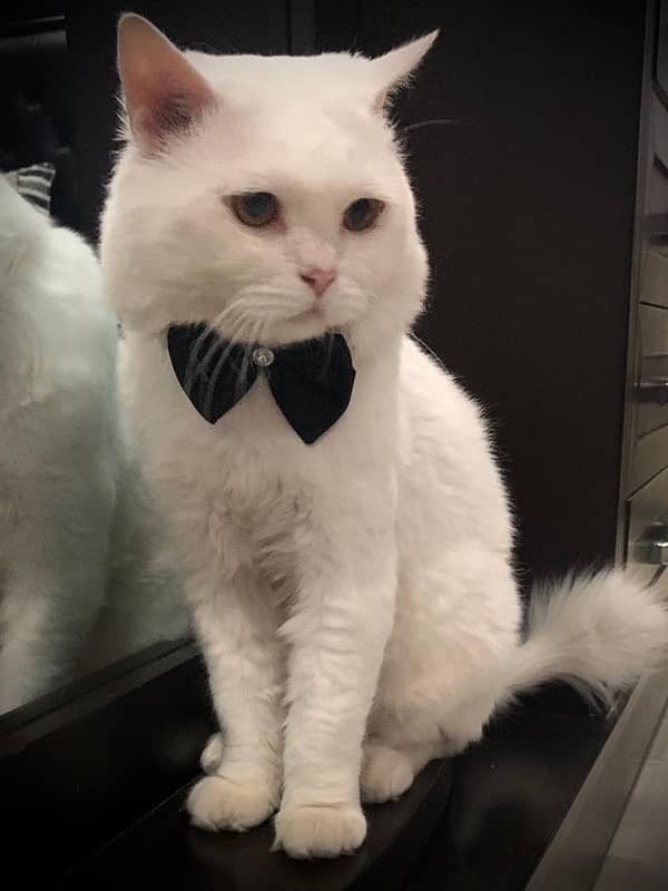 Double coated persian white cat 0