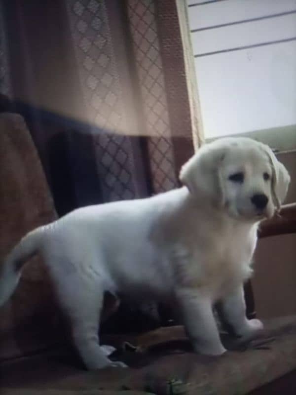 Labrador puppy age 2 month urgent sale delivery possible 3