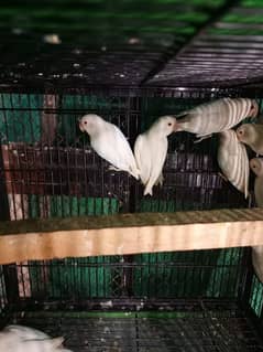 Albino red ready to breed pairs