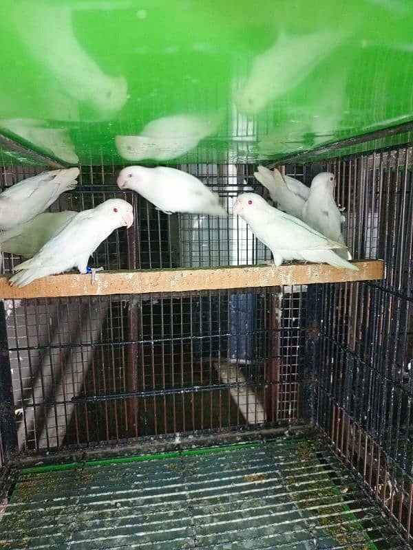 Albino red ready to breed pairs 1