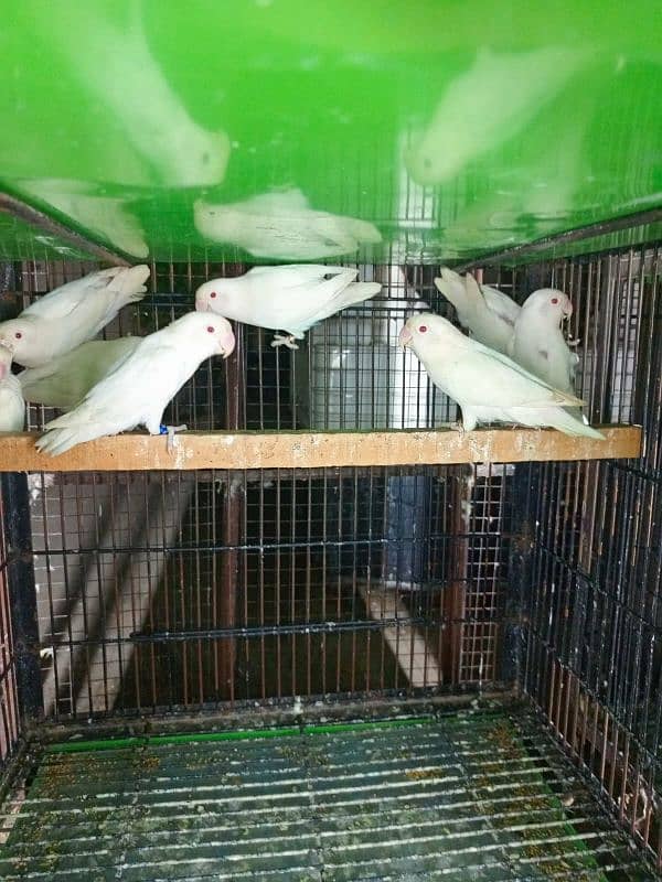 Albino red ready to breed pairs 2