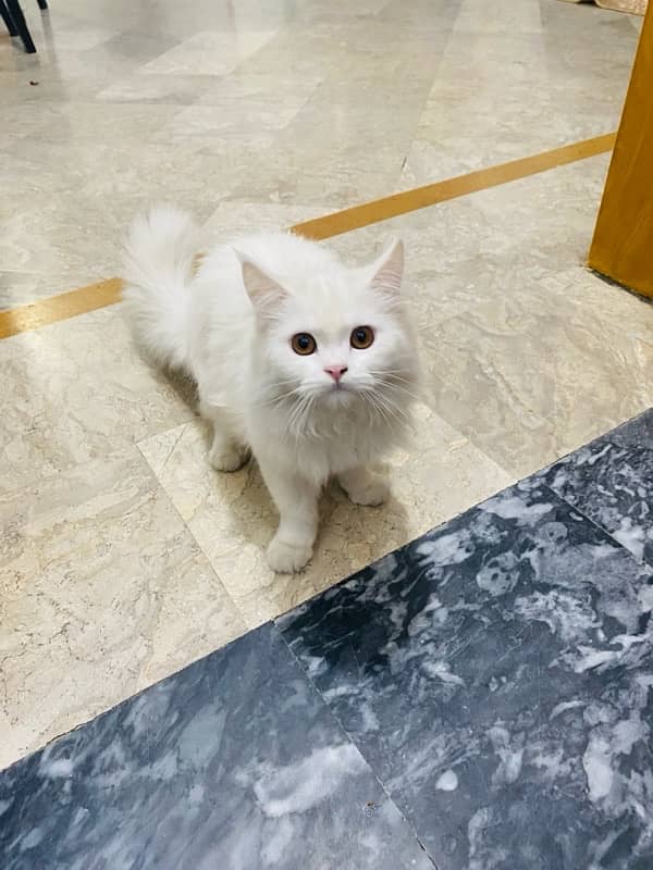 Persian cat 3