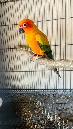 Sunconure Female Available