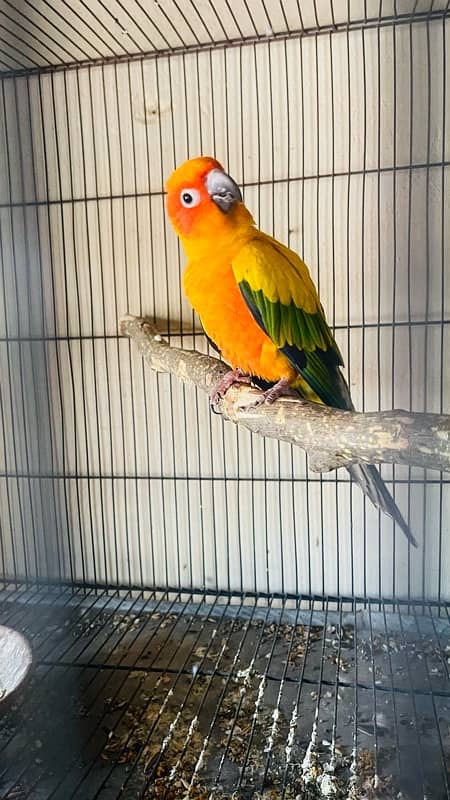 Sunconure Female Available 1