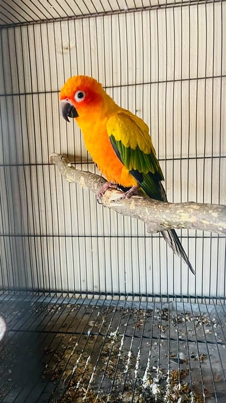 Sunconure Female Available 2