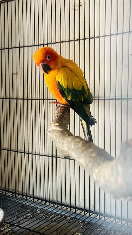 Sunconure Female Available 3