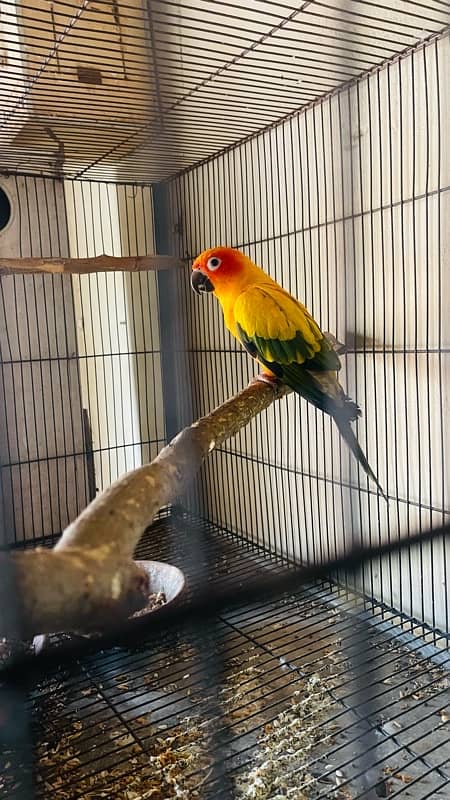 Sunconure Female Available 4