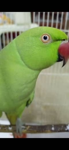 talking parrot