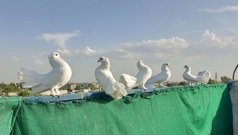 lakha kabotar || English Fantail || Lakka pigeon 0