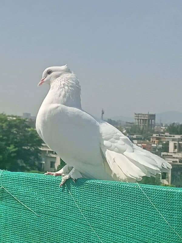 lakha kabotar || English Fantail || Lakka pigeon 2