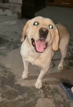 Labrador Male 2 year Old