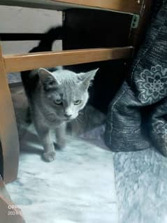 British shorthair grey color