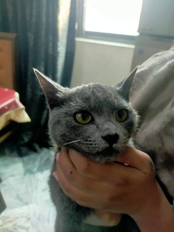 British shorthair grey color 1