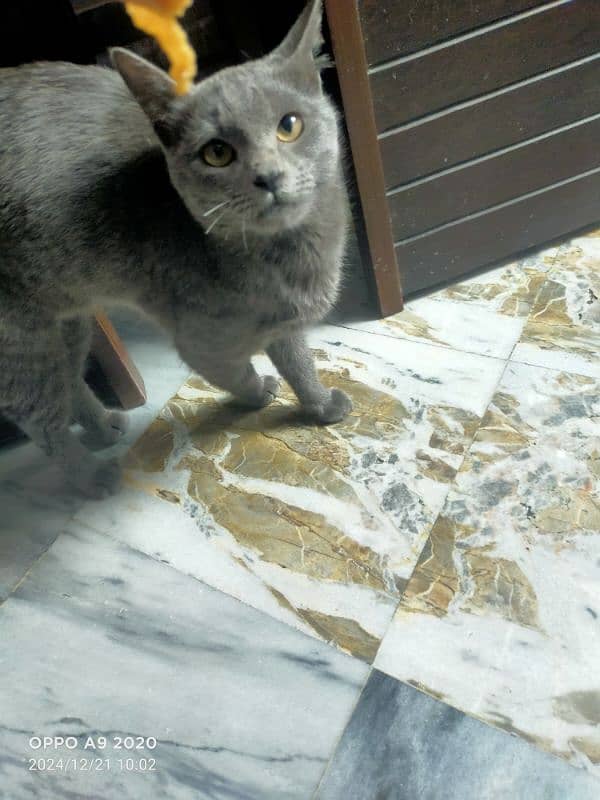 British shorthair grey color 2