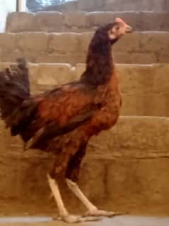 Daisi pair of adult hens is for sale