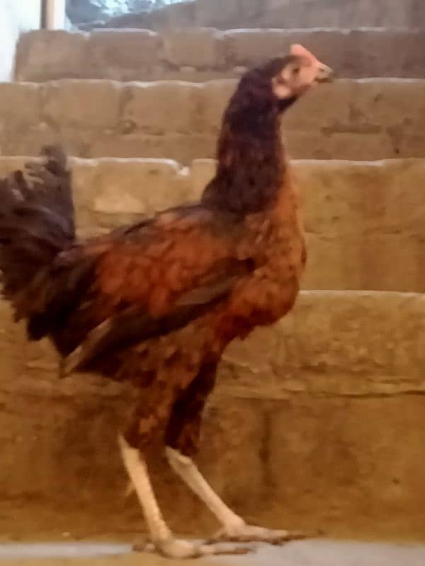 Daisi pair of adult hens is for sale 0