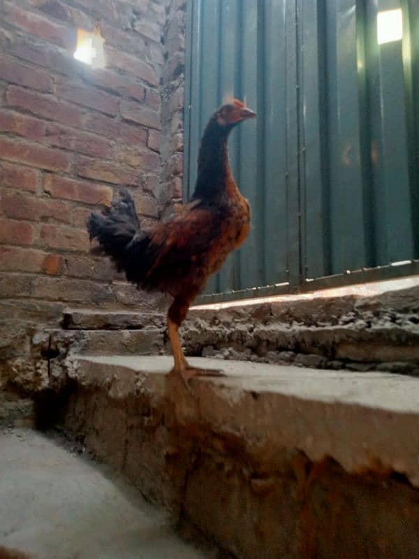 Daisi pair of adult hens is for sale 1