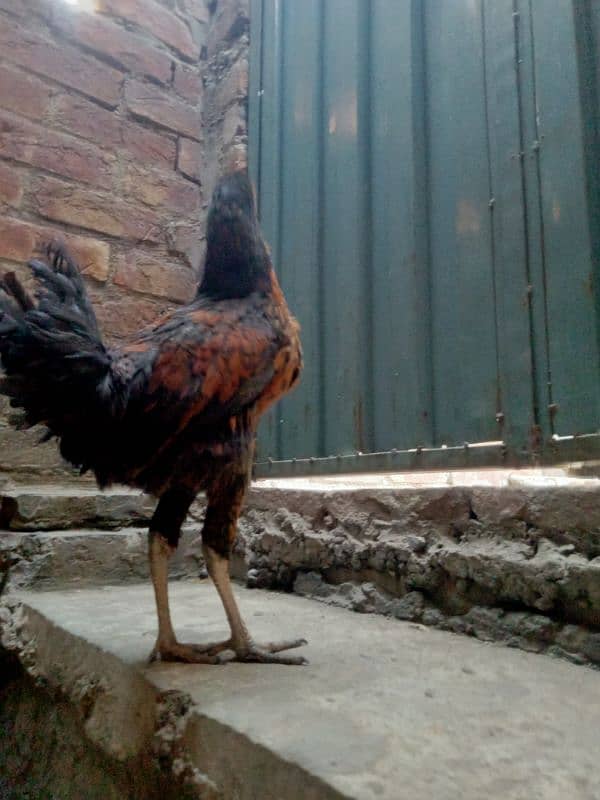 Daisi pair of adult hens is for sale 2