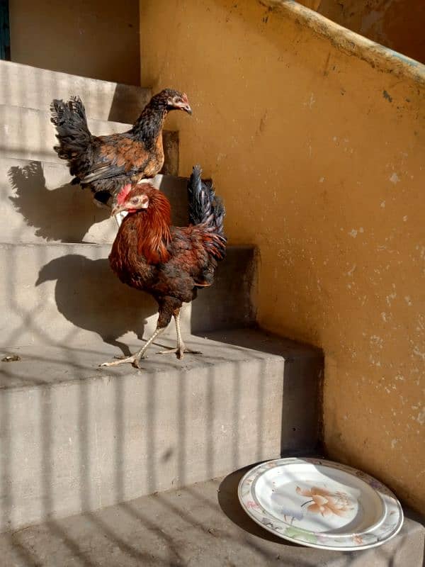 Daisi pair of adult hens is for sale 3