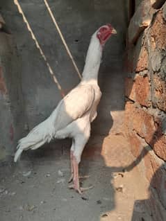 White shamo aseel breeder pair for sale