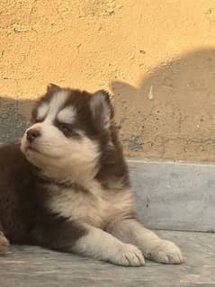 Siberian Husky Puppies