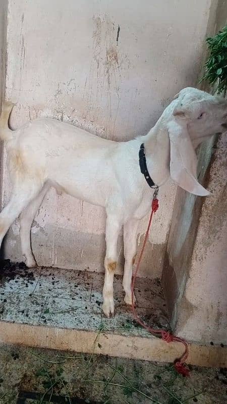 bakra 4