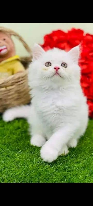 Persian cat | Persian kitten 03297417636 cats | kittens 2