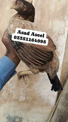 High Quality Amroha Madi For Sale.