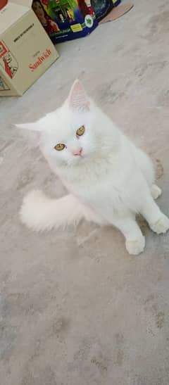 beautiful home cat forsale