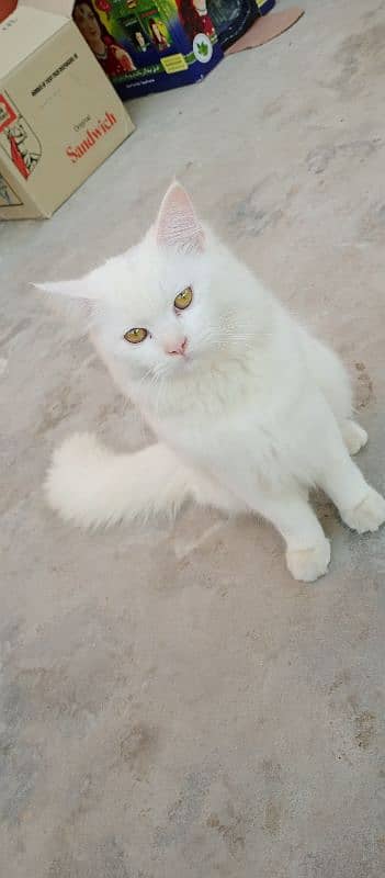 beautiful home cat forsale 0