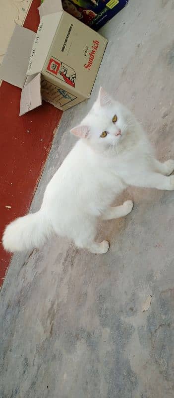 beautiful home cat forsale 1