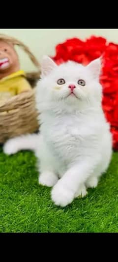 Persian cat Persian kitten 03297417636