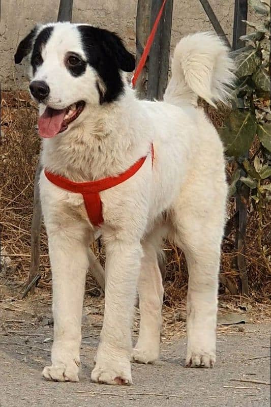 Bakhar wali dog male 6 months for sale security dog Bakhar wali 1