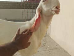 pure Rajanpuri Munda Bakra for sale 0314-6419919