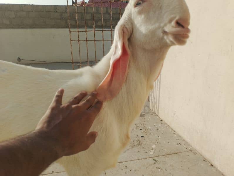 pure Rajanpuri Munda Bakra for sale 0314-6419919 0