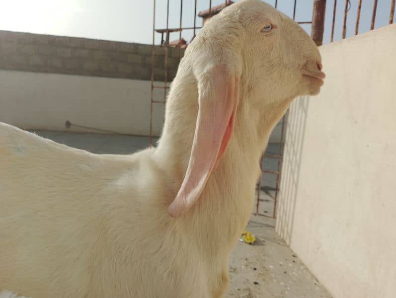 pure Rajanpuri Munda Bakra for sale 0314-6419919 1