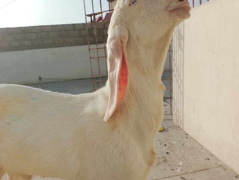 pure Rajanpuri Munda Bakra for sale 0314-6419919 2