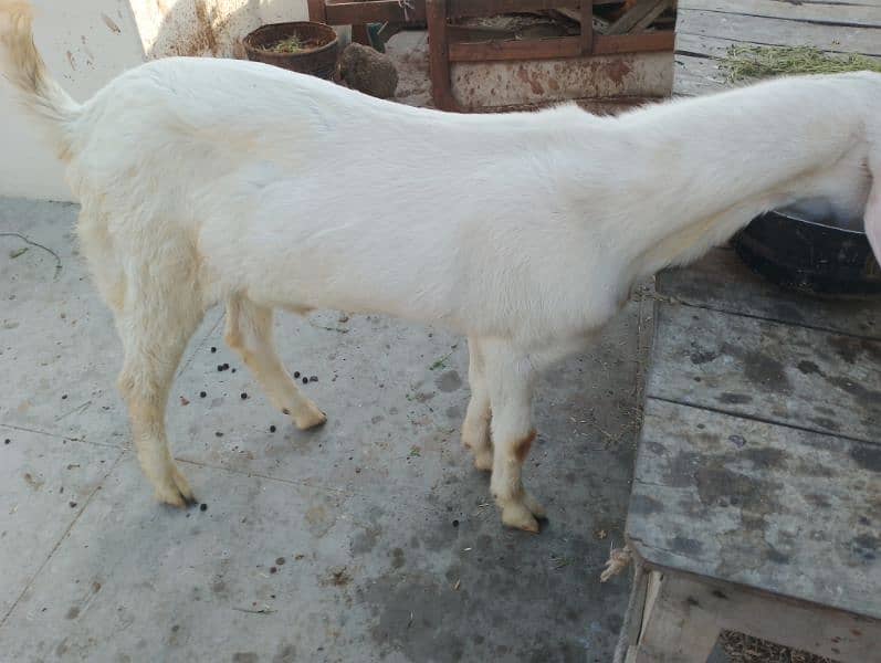 pure Rajanpuri Munda Bakra for sale 0314-6419919 3