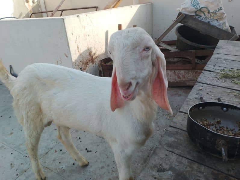 pure Rajanpuri Munda Bakra for sale 0314-6419919 4