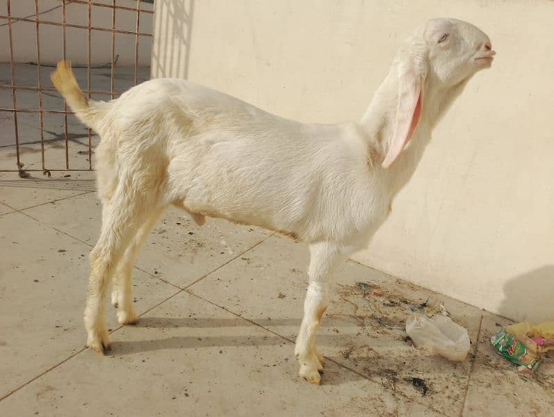 pure Rajanpuri Munda Bakra for sale 0314-6419919 9