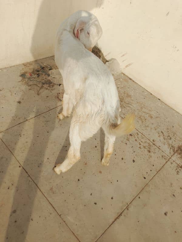 pure Rajanpuri Munda Bakra for sale 0314-6419919 10