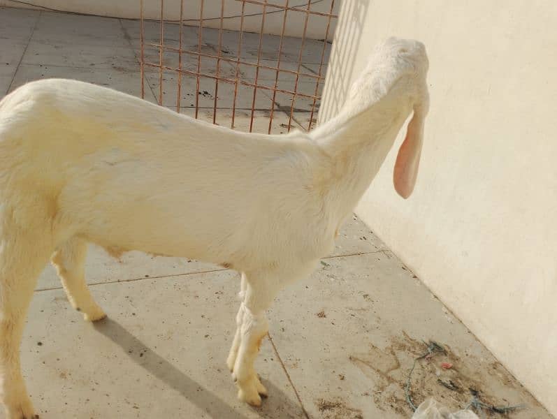 pure Rajanpuri Munda Bakra for sale 0314-6419919 11