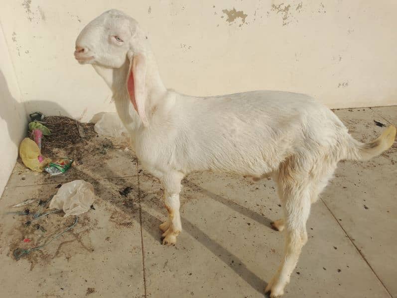 pure Rajanpuri Munda Bakra for sale 0314-6419919 12