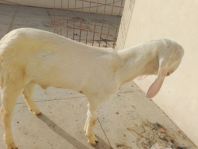 pure Rajanpuri Munda Bakra for sale 0314-6419919 13