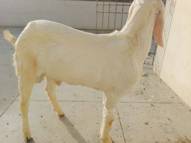 pure Rajanpuri Munda Bakra for sale 0314-6419919 14