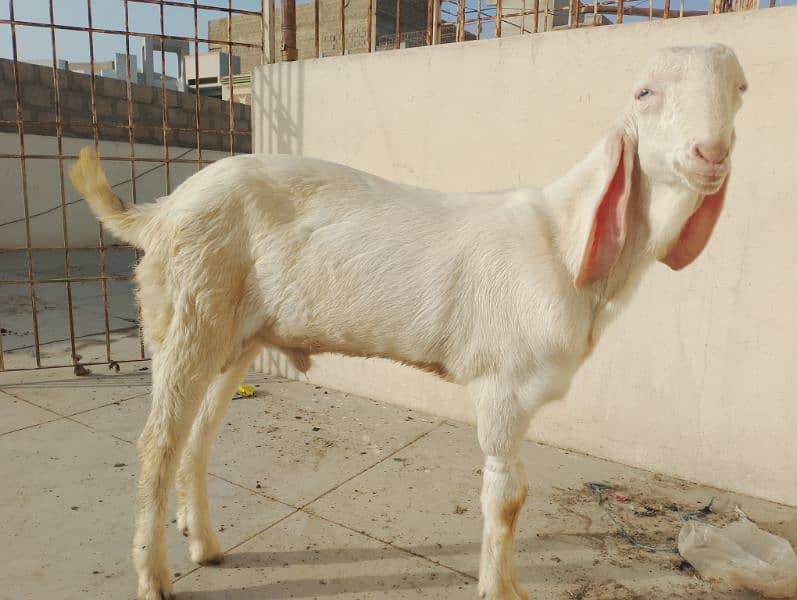 pure Rajanpuri Munda Bakra for sale 0314-6419919 16