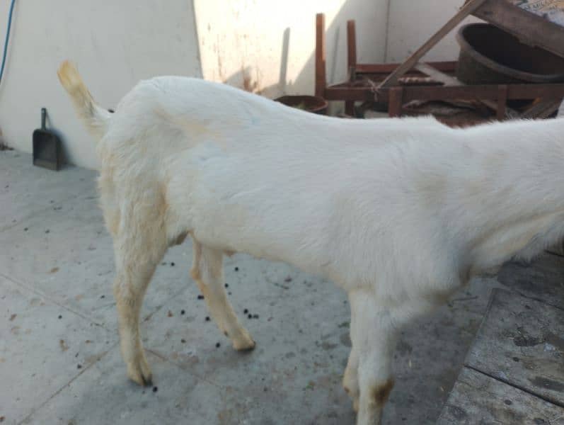 pure Rajanpuri Munda Bakra for sale 0314-6419919 17